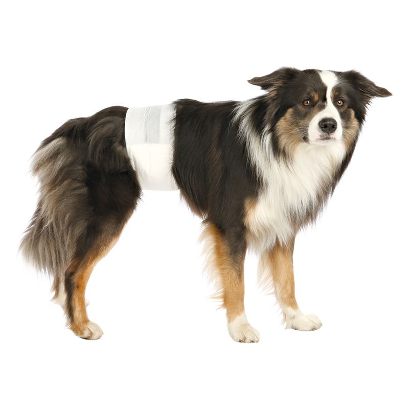 Trixie Pannolini a Fascia Per Cani Maschi XS 12Pz