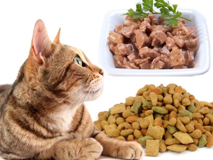 Come scegliere la pappa per il gatto - Animaliapet