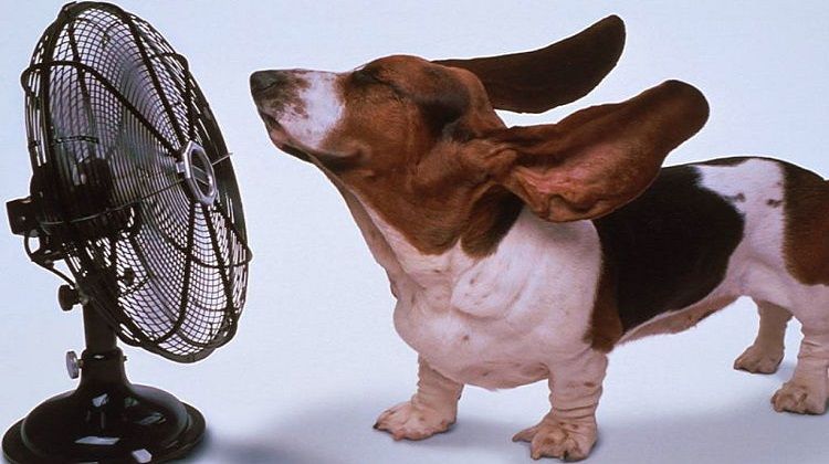 Come proteggere i nostri pelosetti dall'afa estiva? - Animaliapet