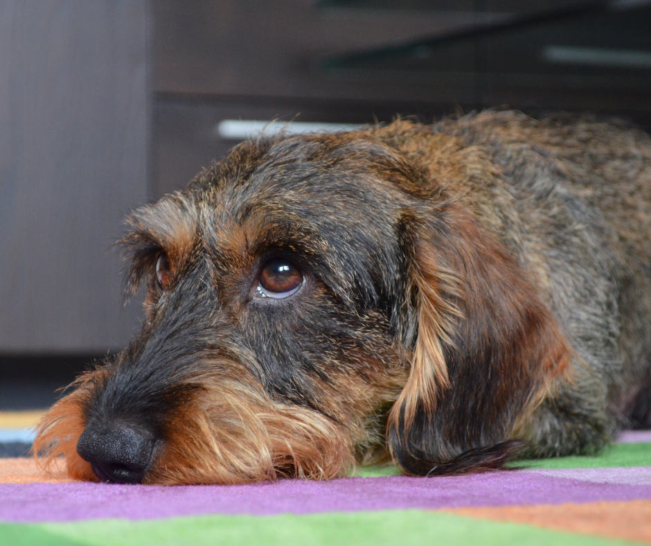Come Insegnare al cucciolo a non fare i bisogni in casa? - Animaliapet
