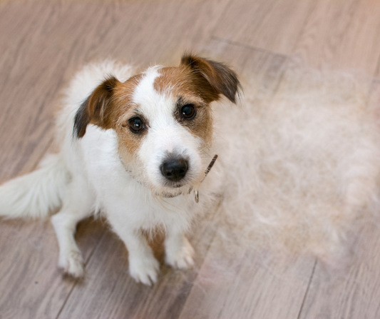 Come evitare la perdita del pelo del tuo cane ? - Animaliapet